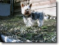 Jorkrsk terier, Yorkshire Terrier,