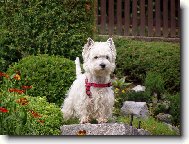 West Highland White Terrier