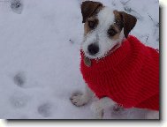 Parson russell terrier \\\\\(Dog standard\\\\\)