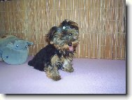 Jorkrsk terier, Yorkshire Terrier,