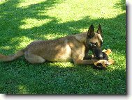 Belgian shepherd malinois \\\\\\\\\\\\\\\\\\\\\\\\\\\\\\\\\\\\\\\\\\\\\\\\\\\\\\\\\\\\\\\\\\\\\\\\\\\\\\\\\\\\\\\\\\\\\\\\\\\\\\\\\\\\\\\\\\\\\\\\\\\\\\\\\\\\\\\\\\\\\\\\\\\\\\\\\\\\\\\\\\\\\\\\\\\\\\\\\\\\\\\\\\\\\\\\\\\\\\\\\\\\\\\\\\\\\\\\\\\\\\\\\\\\\\\\\\\\\\\\\\\\\\\\\\\\\\\\\\\\\\\\\\\\\\\\\\\\\\\\\\\\\\\\\\\\\\\\\\\\\\\\\\\\\\\\\\\\\\\\\\\\\\\\\\\\\\\\\\\\\(Dog standard\\\\\\\\\\\\\\\\\\\\\\\\\\\\\\\\\\\\\\\\\\\\\\\\\\\\\\\\\\\\\\\\\\\\\\\\\\\\\\\\\\\\\\\\\\\\\\\\\\\\\\\\\\\\\\\\\\\\\\\\\\\\\\\\\\\\\\\\\\\\\\\\\\\\\\\\\\\\\\\\\\\\\\\\\\\\\\\\\\\\\\\\\\\\\\\\\\\\\\\\\\\\\\\\\\\\\\\\\\\\\\\\\\\\\\\\\\\\\\\\\\\\\\\\\\\\\\\\\\\\\\\\\\\\\\\\\\\\\\\\\\\\\\\\\\\\\\\\\\\\\\\\\\\\\\\\\\\\\\\\\\\\\\\\\\\\\\\\\\\\\)