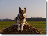 Czechoslovakian wolfdog