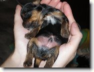 Jorkrsk terier, Yorkshire Terrier,