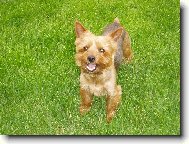 Jorkrsk terier, Yorkshire Terrier,