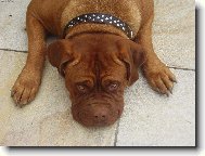 Dogue de Bordeaux