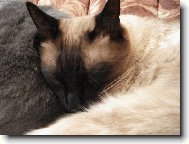 Siamese cat