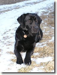 Labrador Retriever