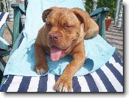 Dogue de Bordeaux