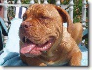 Dogue de Bordeaux