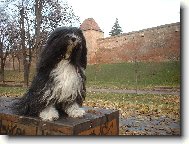 Tibetan Terrier