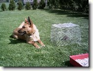 Belgian shepherd malinois \\\\\\\\\\\\\\\\\\\\\\\\\\\\\\\\\\\\\\\\\\\\\\\\\\\\\\\\\\\\\\\\\\\\\\\\\\\\\\\\\\\\\\\\\\\\\\\\\\\\\\\\\\\\\\\\\\\\\\\\\\\\\\\\\\\\\\\\\\\\\\\\\\\\\\\\\\\\\\\\\\\\\\\\\\\\\\\\\\\\\\\\\\\\\\\\\\\\\\\\\\\\\\\\\\\\\\\\\\\\\\\\\\\\\\\\\\\\\\\\\\\\\\\\\\\\\\\\\\\\\\\\\\\\\\\\\\\\\\\\\\\\\\\\\\\\\\\\\\\\\\\\\\\\\\\\\\\\\\\\\\\\\\\\\\\\\\\\\\\\\(Dog standard\\\\\\\\\\\\\\\\\\\\\\\\\\\\\\\\\\\\\\\\\\\\\\\\\\\\\\\\\\\\\\\\\\\\\\\\\\\\\\\\\\\\\\\\\\\\\\\\\\\\\\\\\\\\\\\\\\\\\\\\\\\\\\\\\\\\\\\\\\\\\\\\\\\\\\\\\\\\\\\\\\\\\\\\\\\\\\\\\\\\\\\\\\\\\\\\\\\\\\\\\\\\\\\\\\\\\\\\\\\\\\\\\\\\\\\\\\\\\\\\\\\\\\\\\\\\\\\\\\\\\\\\\\\\\\\\\\\\\\\\\\\\\\\\\\\\\\\\\\\\\\\\\\\\\\\\\\\\\\\\\\\\\\\\\\\\\\\\\\\\\)