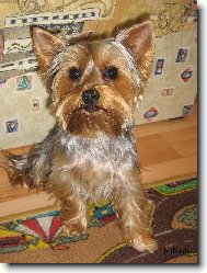 Jorkrsk terier, Yorkshire Terrier,