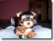 Jorkrsk terier, Yorkshire Terrier,