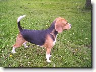 Beagle