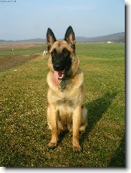 Belgian shepherd malinois \\\\\\\\\\\\\\\\\\\\\\\\\\\\\\\\\\\\\\\\\\\\\\\\\\\\\\\\\\\\\\\\\\\\\\\\\\\\\\\\\\\\\\\\\\\\\\\\\\\\\\\\\\\\\\\\\\\\\\\\\\\\\\\\\\\\\\\\\\\\\\\\\\\\\\\\\\\\\\\\\\\\\\\\\\\\\\\\\\\\\\\\\\\\\\\\\\\\\\\\\\\\\\\\\\\\\\\\\\\\\\\\\\\\\\\\\\\\\\\\\\\\\\\\\\\\\\\\\\\\\\\\\\\\\\\\\\\\\\\\\\\\\\\\\\\\\\\\\\\\\\\\\\\\\\\\\\\\\\\\\\\\\\\\\\\\\\\\\\\\\(Dog standard\\\\\\\\\\\\\\\\\\\\\\\\\\\\\\\\\\\\\\\\\\\\\\\\\\\\\\\\\\\\\\\\\\\\\\\\\\\\\\\\\\\\\\\\\\\\\\\\\\\\\\\\\\\\\\\\\\\\\\\\\\\\\\\\\\\\\\\\\\\\\\\\\\\\\\\\\\\\\\\\\\\\\\\\\\\\\\\\\\\\\\\\\\\\\\\\\\\\\\\\\\\\\\\\\\\\\\\\\\\\\\\\\\\\\\\\\\\\\\\\\\\\\\\\\\\\\\\\\\\\\\\\\\\\\\\\\\\\\\\\\\\\\\\\\\\\\\\\\\\\\\\\\\\\\\\\\\\\\\\\\\\\\\\\\\\\\\\\\\\\\)