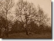 Betula verrucosa Ehrt