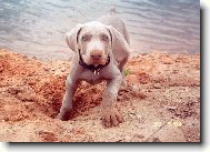 Weimaraner, Weimaraner Vorsterhund