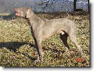 Weimaraner, Weimaraner Vorsterhund