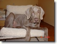 Weimaraner, Weimaraner Vorsterhund