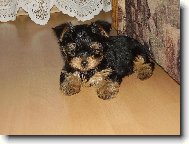 Yorkshire Terrier