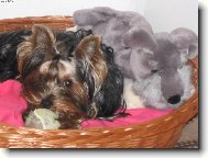 Jorkrsk terier, Yorkshire Terrier,