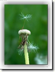 Taraxacum officinale