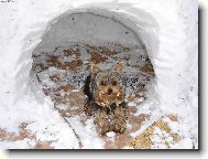 Jorkrsk terier, Yorkshire Terrier,