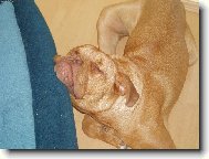 Dogue de Bordeaux