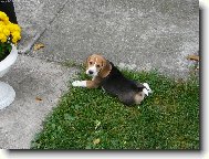 Beagle