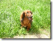 Dachshund