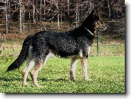 German Shepherd Dog