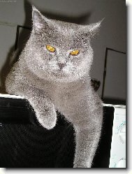 British shorthairs cat