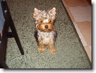 Jorkrsk terier, Yorkshire Terrier,