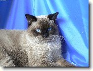 British shorthairs cat