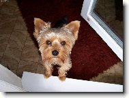 Jorkrsk terier, Yorkshire Terrier,