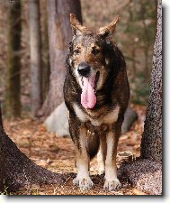 German Shepherd Dog