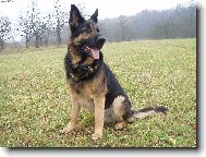 German shepherd dog \\\\\\\\\\\\\\\\\\\\\(Dog standard\\\\\\\\\\\\\\\\\\\\\)