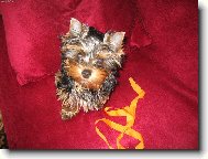 Jorkrsk terier, Yorkshire Terrier,