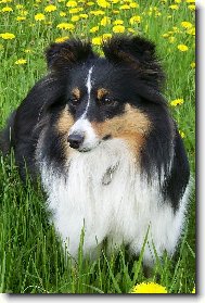 Shetland Sheepdog