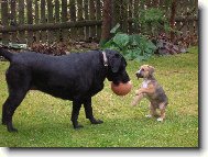 Labrador Retriever