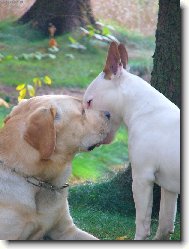 Labrador Retriever