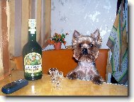 Jorkrsk terier, Yorkshire Terrier,