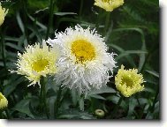 Tanacetum parthenium L\.