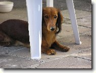 Dachshund