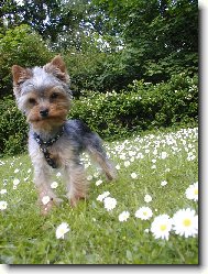 Jorkrsk terier, Yorkshire Terrier,