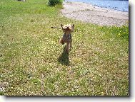 Jorkrsk terier, Yorkshire Terrier,