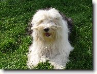 Old English Sheepdog