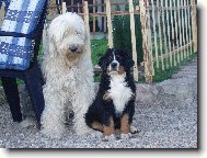 Old English Sheepdog