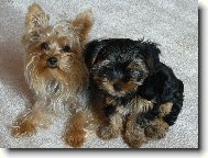 Jorkrsk terier, Yorkshire Terrier,