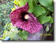 Aristolochia gigantea- Vlkovec